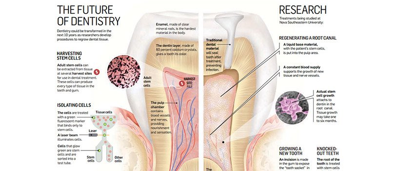 Is Stem Cell Regeneration the Future of Dentistry?